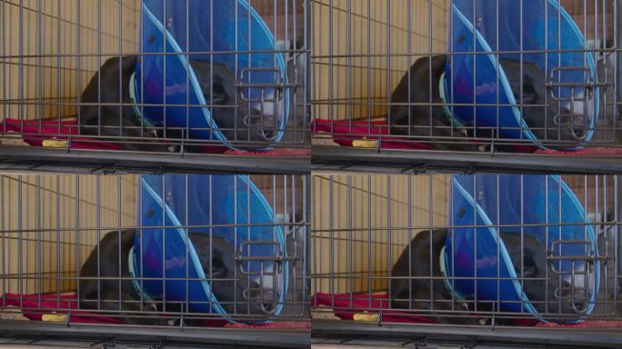 昏昏欲睡的黑色拉布拉多6个月大的小狗躺在一个铁丝笼子里，戴着蓝色的“耻辱锥”，从绝育手术或绝育手术中
