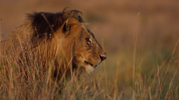 一只雄狮在非洲大草原上休息