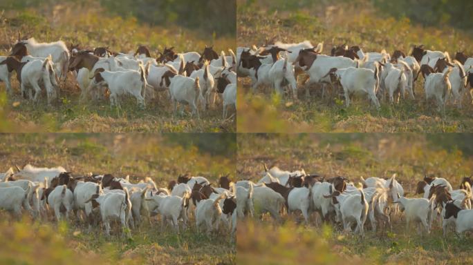 秋天清晨一群山羊草丛觅食