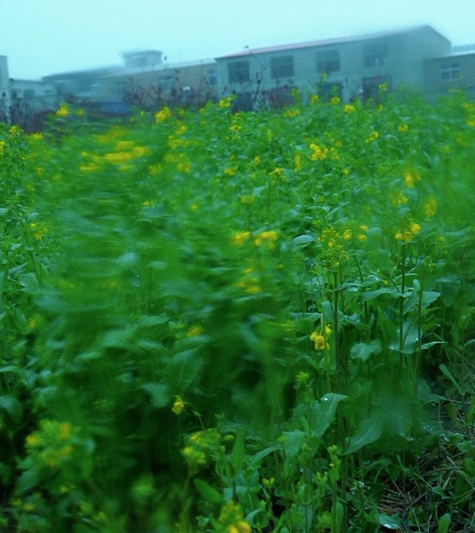 雨中油菜花竖屏素材