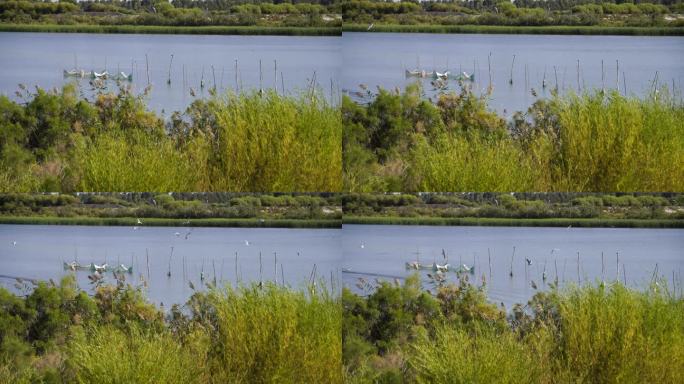 候鸟在黑河湿地水库觅食栖息