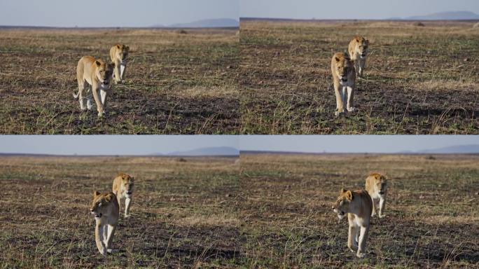 一对母狮在马赛马拉国家保护区的草原上散步