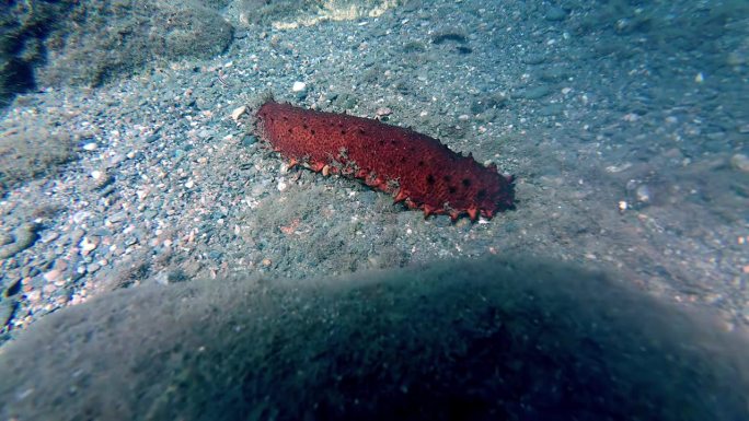 在海底休息的管状海参(Holothuria tubulosa)的特写镜头。