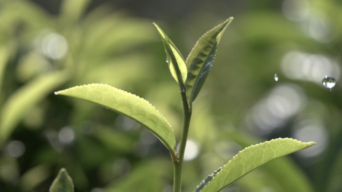 茶叶茶园普洱雨滴茶树叶滴水水滴叶子绿叶茶