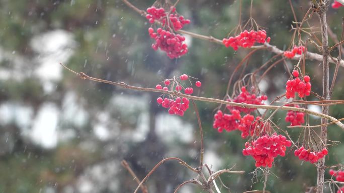 雪中红果