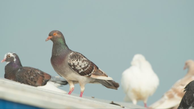 屋顶农民饲养的家养肉鸽子