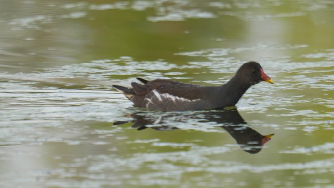 池塘湿地富营养化黑水鸡水鸟