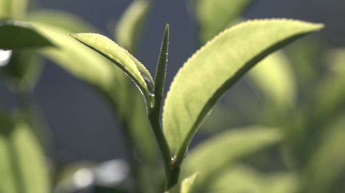 茶叶茶园普洱雨滴茶树叶滴水水滴叶子绿叶茶