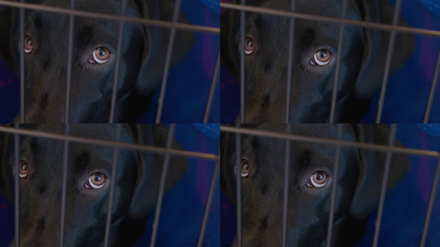 可爱的6个月大的黑色拉布拉多犬，在铁丝笼子里戴着蓝色的“耻辱锥”，从绝育或绝育手术中恢复过来