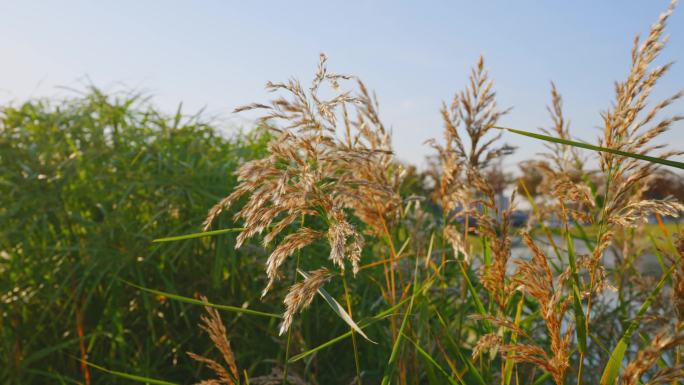 唯美秋季景观芦苇