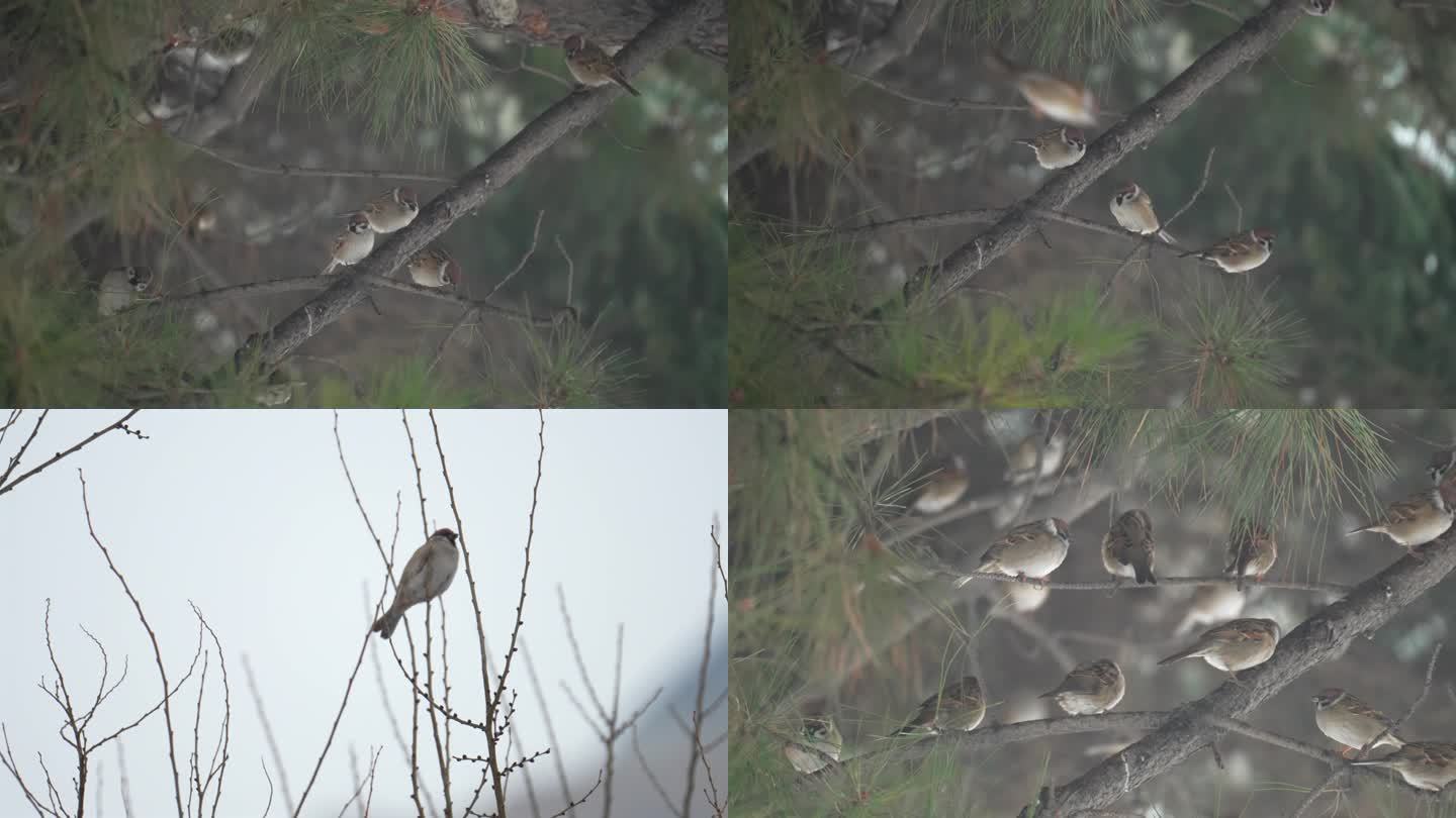 4k麻雀在树上冬天麻雀鸟类群鸟