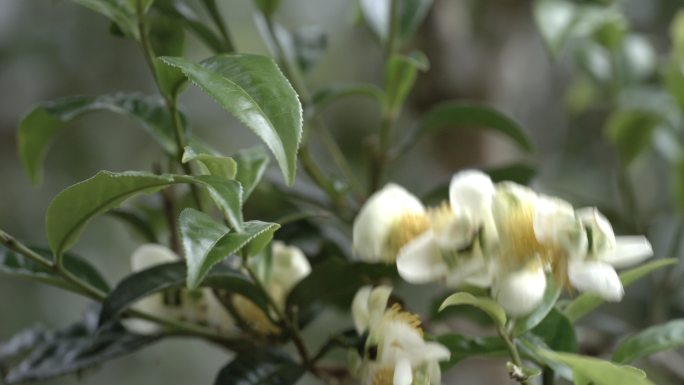 茶叶茶山茶艺茶园普洱采茶茶红茶绿茶制茶茶