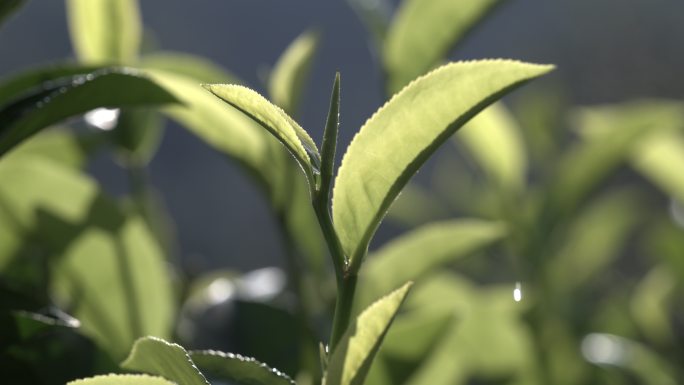 茶叶茶园普洱雨滴茶树叶滴水水滴叶子绿叶茶