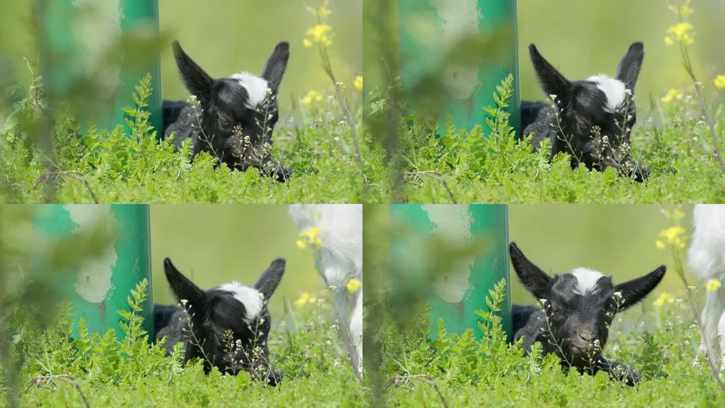 春天刚出生的小山羊羔吃草
