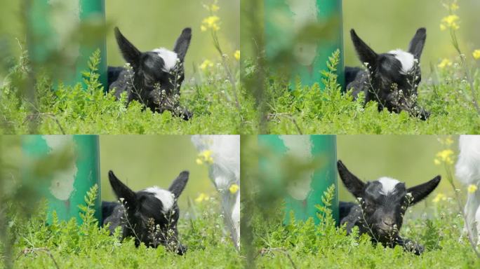 春天刚出生的小山羊羔吃草