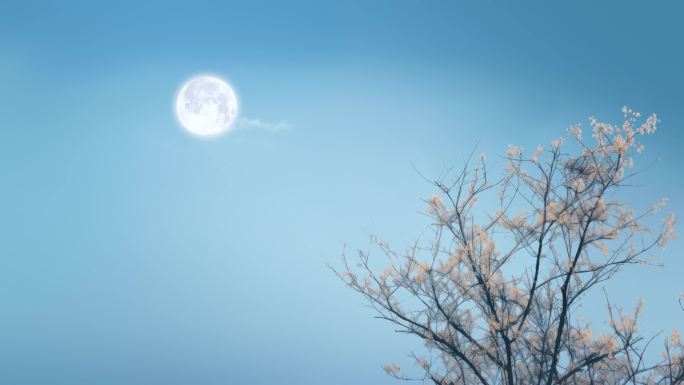 梅花树梢傍晚天空的月亮