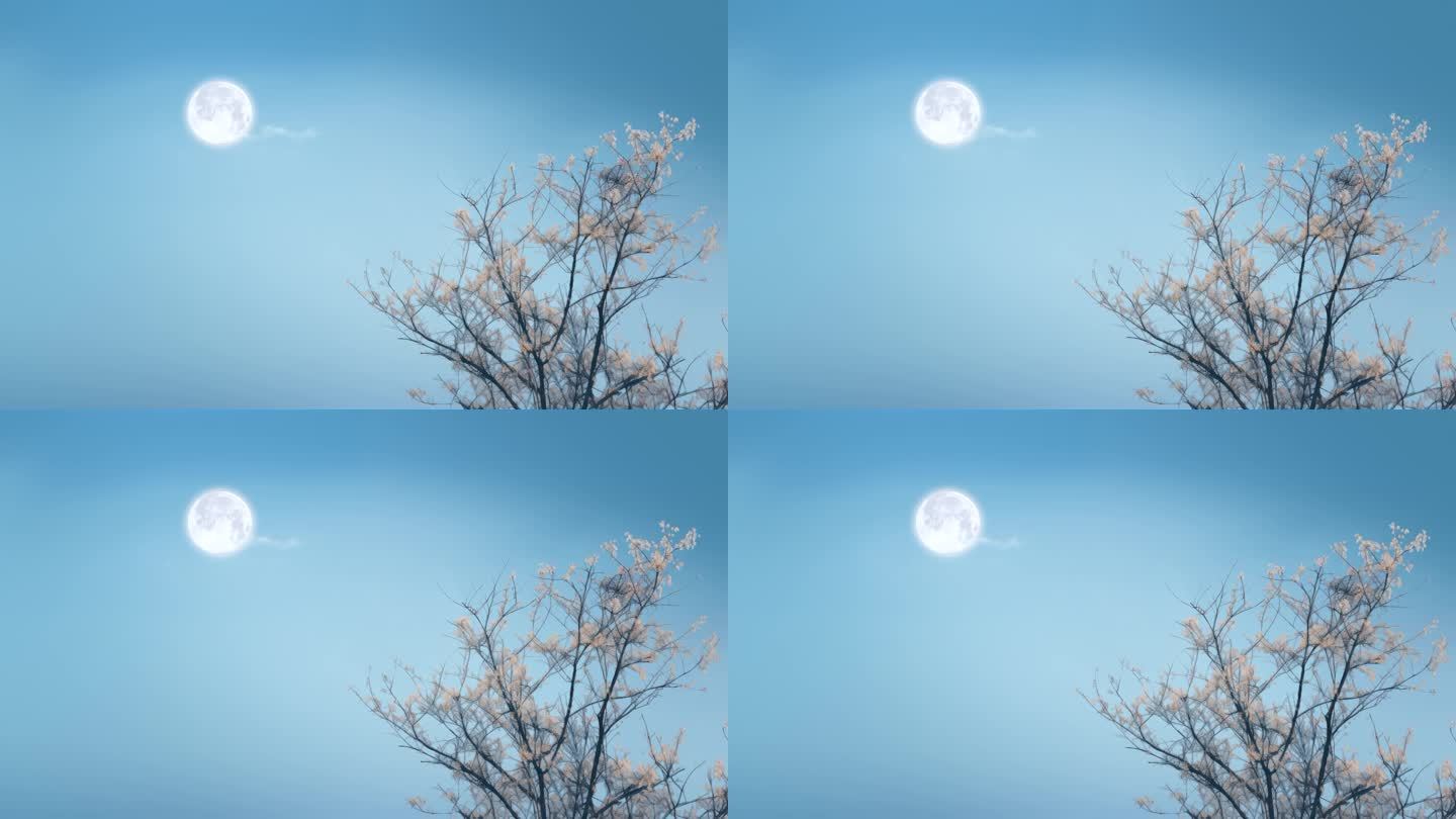 梅花树梢傍晚天空的月亮