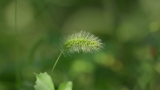 光影流动在阳光下的狗尾巴草