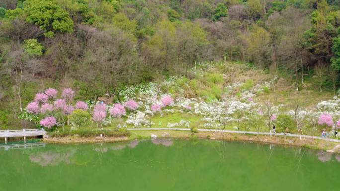 4K杭州西湖区铜鉴湖梅花游船航拍