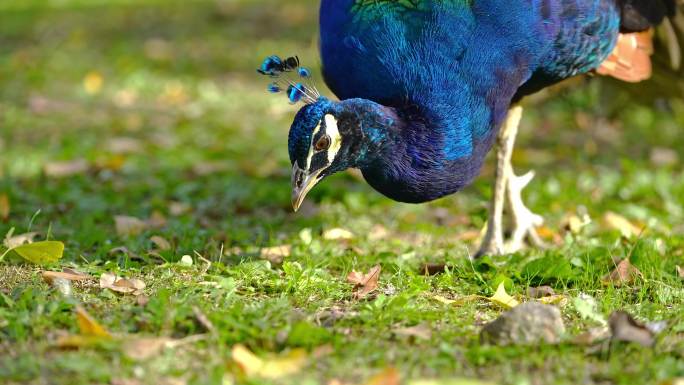 1只孔雀在银杏树林下寻找食物进食