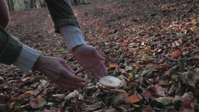 一个成熟的女人在森林地板上抱着蘑菇