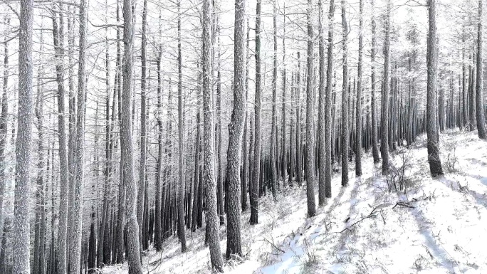 风雪塞罕坝