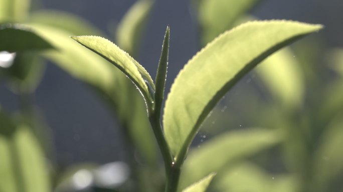 茶叶茶园普洱雨滴茶树叶滴水水滴叶子绿叶茶