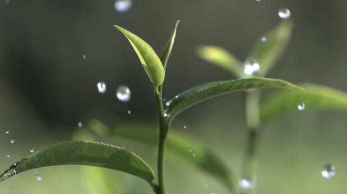 茶叶茶园普洱雨滴茶树叶滴水水滴叶子绿叶茶