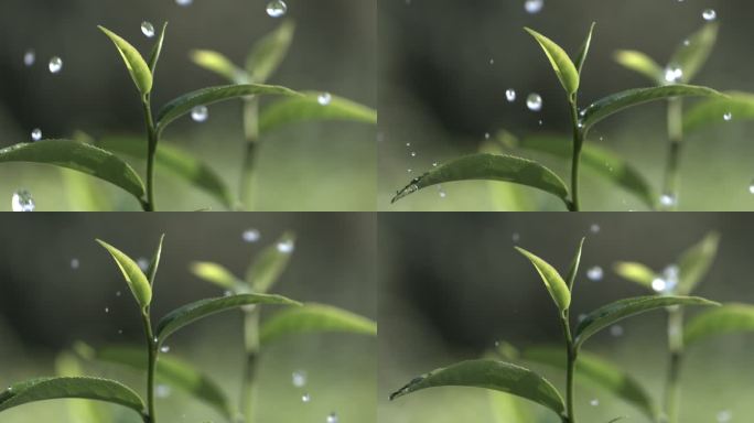 茶叶茶园普洱雨滴茶树叶滴水水滴叶子绿叶茶