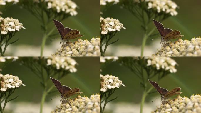 灰铜Lycaena tityrus，在一朵白花上觅食。