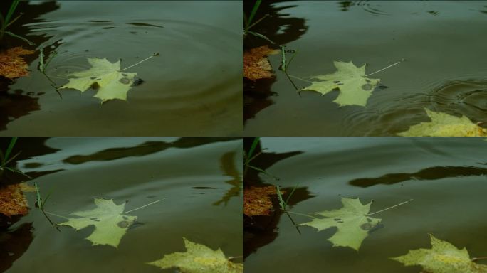 秋天的枫叶落在水面上。