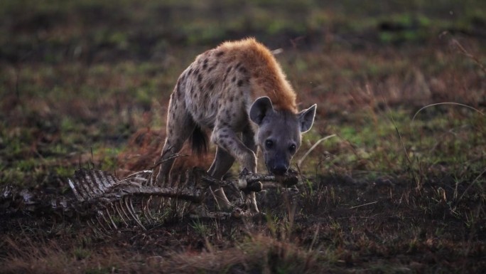 在马赛马拉国家保护区，鬣狗正在吃一只动物的尸体