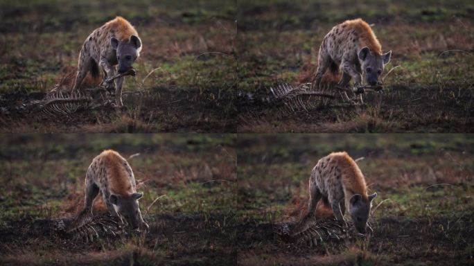 在马赛马拉国家保护区，鬣狗正在吃一只动物的尸体