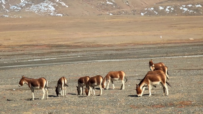 青海格尔木可可西里自然保护区的藏野驴