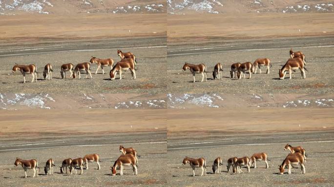 青海格尔木可可西里自然保护区的藏野驴