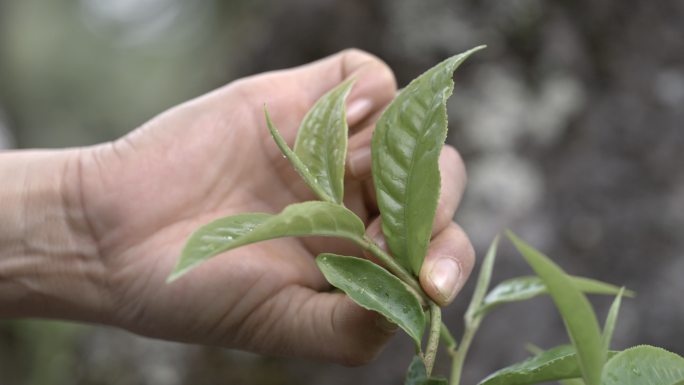 茶叶茶山茶艺茶园普洱采茶茶红茶绿茶制茶茶