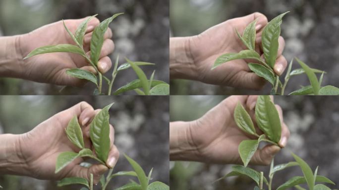 茶叶茶山茶艺茶园普洱采茶茶红茶绿茶制茶茶