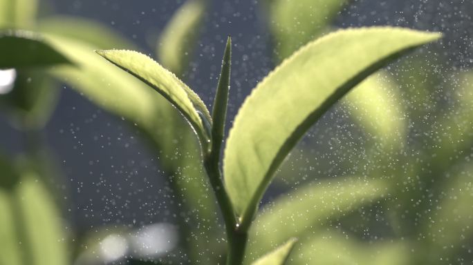 茶叶茶园普洱雨滴茶树叶滴水水滴叶子绿叶茶