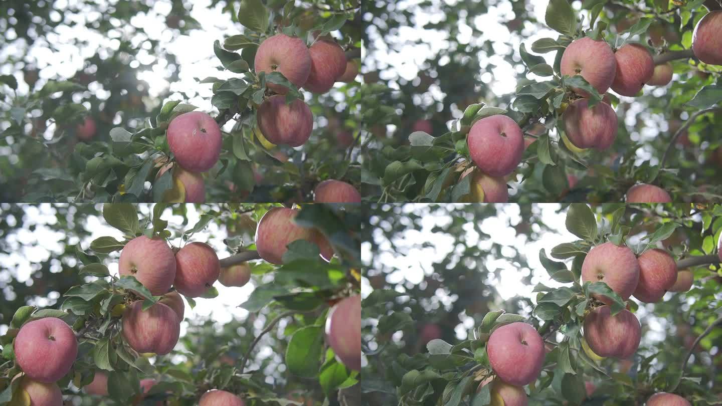苹果14