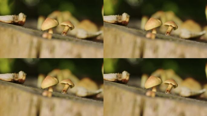 静态广角镜头非常小的蘑菇生长在一棵死树上。浅景深，暗背景。