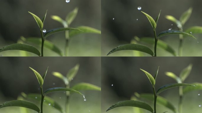 茶叶茶园普洱雨滴茶树叶滴水水滴叶子绿叶茶