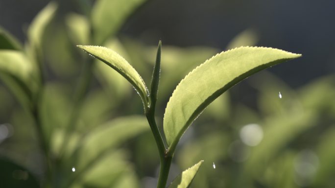 茶叶茶园普洱雨滴茶树叶滴水水滴叶子绿叶茶