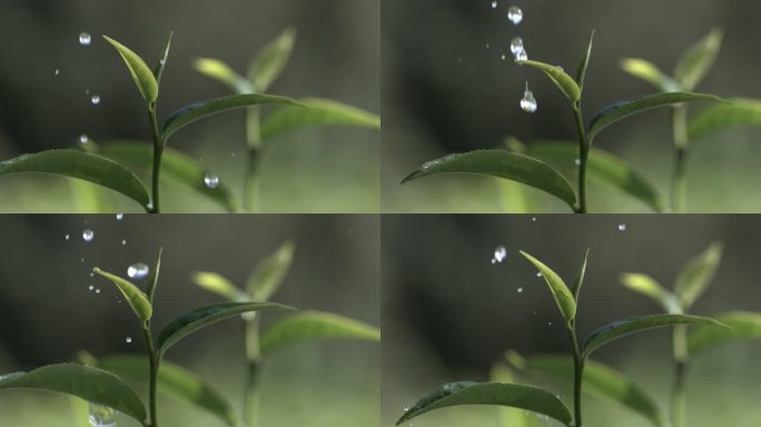 茶叶茶园普洱雨滴茶树叶滴水水滴叶子绿叶茶