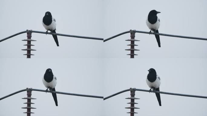 秋天高压电线上的鸟类喜鹊
