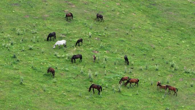 航拍新疆伊犁恰西草原上的马群合集