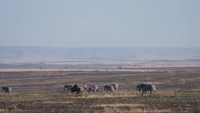 迁徙季节在非洲大草原上行走的斑马