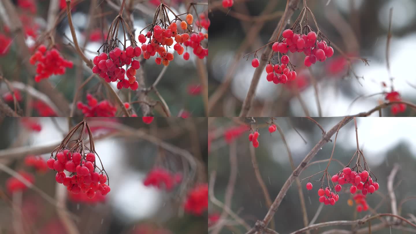 雪中红果