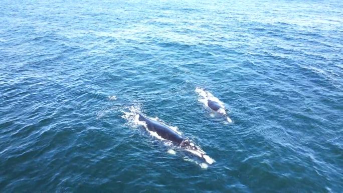 南露脊鲸在海面和喷水口伐木，鸟瞰图