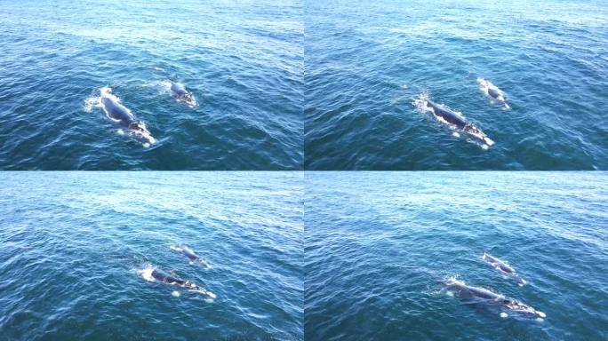 南露脊鲸在海面和喷水口伐木，鸟瞰图
