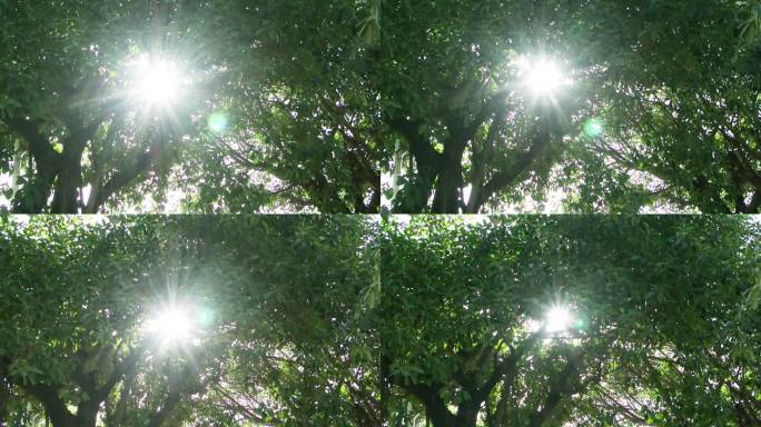 光斑射线树叶